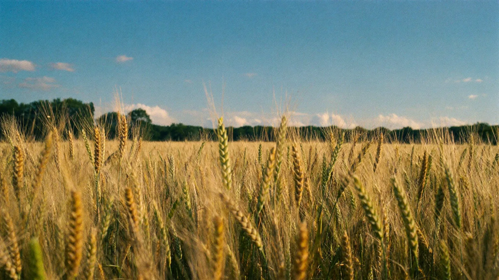 Ripe wheat field under a clear blue sky