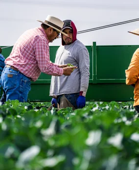 Farmers inspecting the condition of a crop